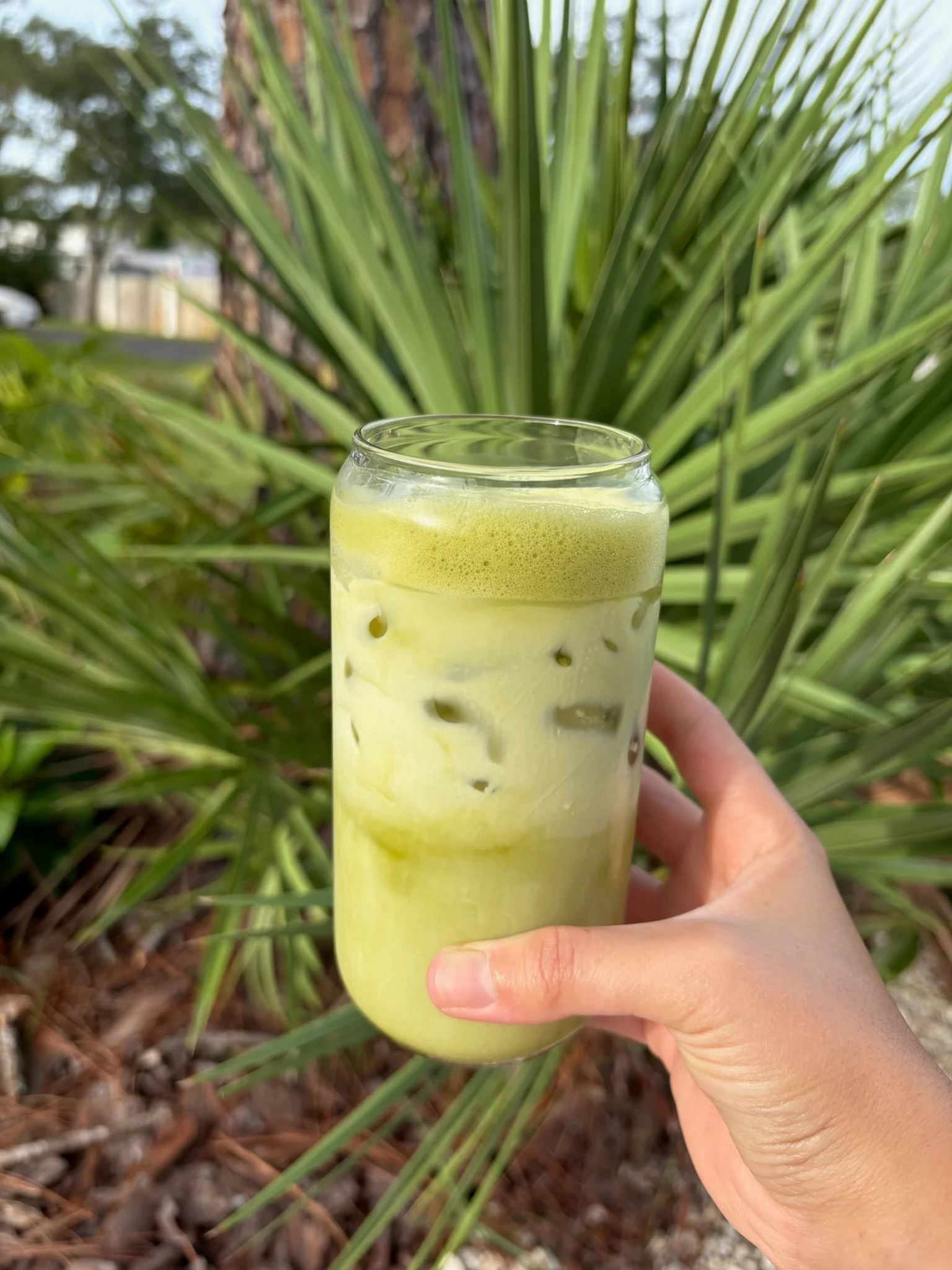 An iced matcha held in the sunshine against green palm leaves.